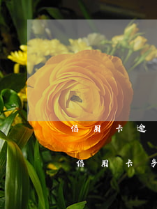信用卡逾期多少經(jīng)偵會立案(欠信用卡多少會立案)