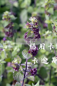 信用卡逾期多少金額會(huì)判刑(信用卡逾期判刑多少年)