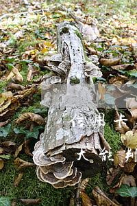 信用卡逾期多少金额要判刑(欠信用卡数额巨大能判几年)