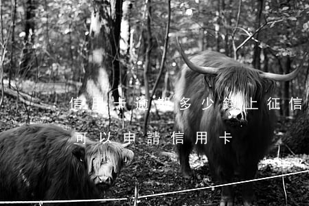 信用卡逾期多少錢上征信嗎(征信有逾期多久可以申請信用卡)