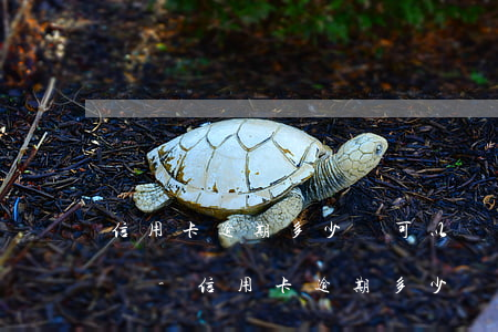 信用卡逾期多少錢可以協(xié)議還款嗎-信用卡逾期多少錢可以協(xié)議還款嗎安全嗎
