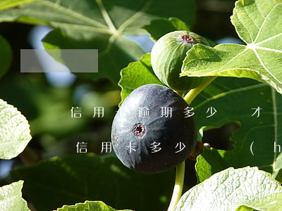 信用卡逾期多少錢才會(huì)上征信(欠信用卡多少錢會(huì)上征信)