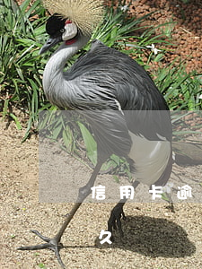 信用卡逾期多少錢要坐牢(信用卡逾期坐牢多久)