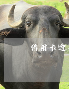 信用卡逾期多少钱会上征信
