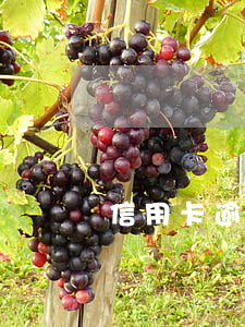 信用卡逾期多年(信用卡逾期多年未還怎么辦)
