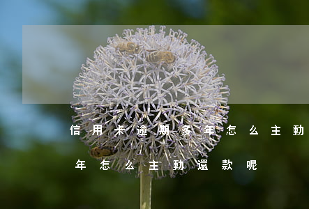 信用卡逾期多年怎么主動還款(信用卡逾期多年怎么主動還款呢)