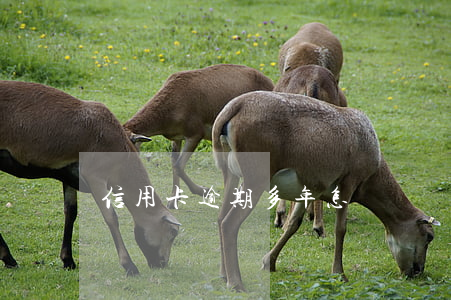 信用卡逾期多年怎樣還錢(信用卡逾期還清)
