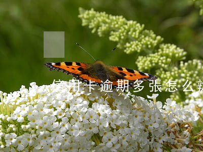 信用卡逾期多張怎么辦(好幾張信用卡逾期)