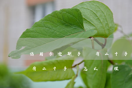 信用卡逾期多張有二十多萬(信用卡逾期多張有二十多萬怎么處理)