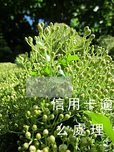 信用卡逾期多日咋辦 今年的信用卡逾期有什么處理