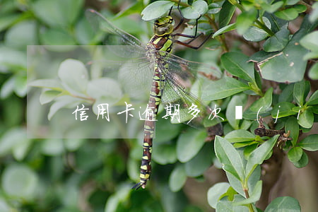 信用卡逾期多次結(jié)清就不能用嗎