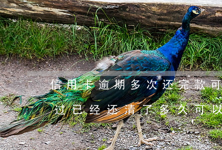 信用卡逾期多次还完款可以注销吗 贷款逾期过,已经还清了多久可以信用卡