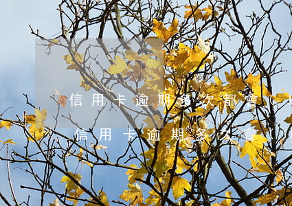 信用卡逾期多次都會(huì)上征信嗎(信信用卡逾期多久會(huì)上征信)