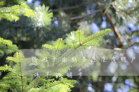 信用卡逾期多还没有销户(有过逾期的信用卡该不该销卡)