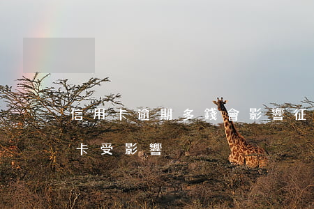 信用卡逾期多錢會影響征信(逾期上征信信用卡受影響)