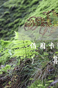 信用卡逾期多長(zhǎng)時(shí)間算黑戶(幾個(gè)月逾期算黑戶)