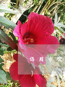 信用卡逾期多長(zhǎng)時(shí)間能坐牢
