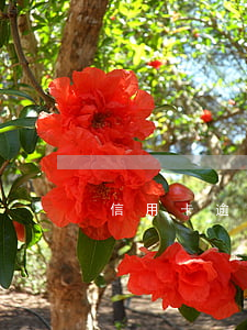信用卡逾期多長時(shí)間不要還