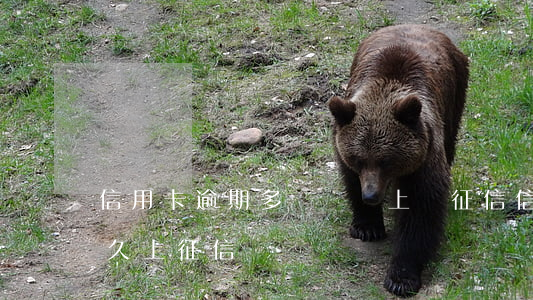 信用卡逾期多長時間上傳征信(信用卡逾期多久上征信)
