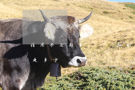 信用卡逾期多長時間扣利息(銀行卡逾期利息是多少)