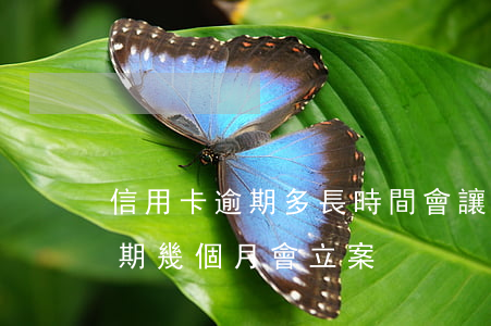 信用卡逾期多長時間會讓全額還(欠信用卡逾期幾個月會立案)