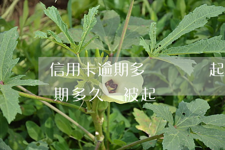 信用卡逾期多長時間會起訴(欠銀行信用卡逾期多久會被起訴)