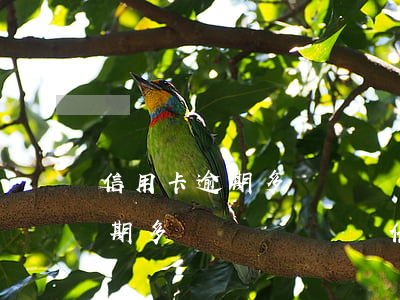 信用卡逾期多長時間會電話催收-信用卡逾期多長時間會電話催收呢