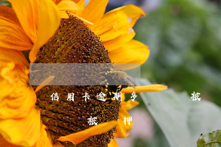 信用卡逾期多長時間被羈押 信用卡逾期多長時間被羈押