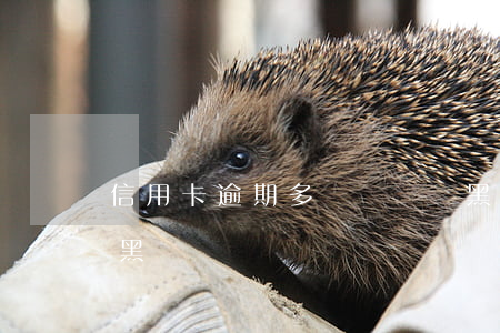 信用卡逾期多長時間計黑戶(逾期多長時間成黑戶)
