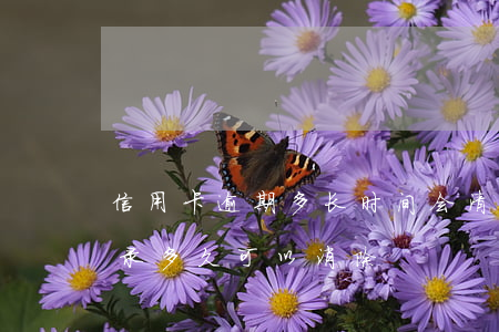 信用卡逾期多长时间会清除(有信用卡逾期记录多久可以消除)