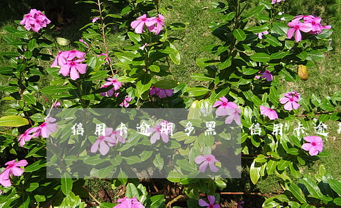 信用卡逾期多黑戶（信用卡逾期多黑戶）
