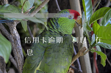 信用卡逾期夠利息沒在滾(銀行信用卡逾期利息)