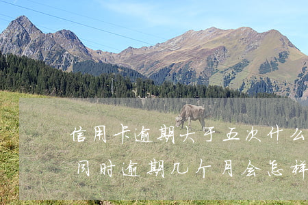 信用卡逾期大于五次什么意思(四五张信用卡同时逾期几个月会怎样)