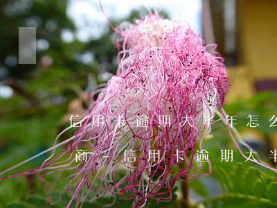 信用卡逾期大半年怎么跟銀行協(xié)商-信用卡逾期大半年怎么跟銀行協(xié)商還款