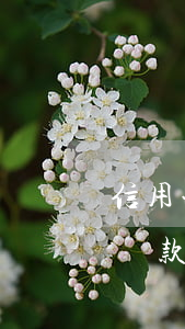 信用卡逾期大額減免還款是真的嗎(逾期全額還款申請(qǐng)減免)
