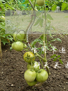 信用卡逾期天天打電話如何上班-信用卡逾期天天打電話如何上班呢