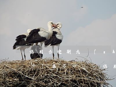 信用卡逾期天數(shù)不一樣結(jié)果不一樣-信用卡逾期天數(shù)不一樣結(jié)果不一樣怎么辦