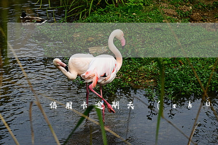 信用卡逾期天數(shù)解析(信用卡逾期)
