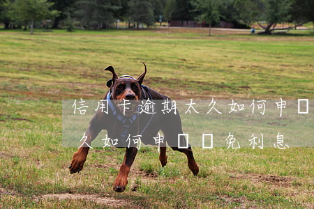 信用卡逾期太久如何申請減免(信用卡逾期太久如何申請減免利息)