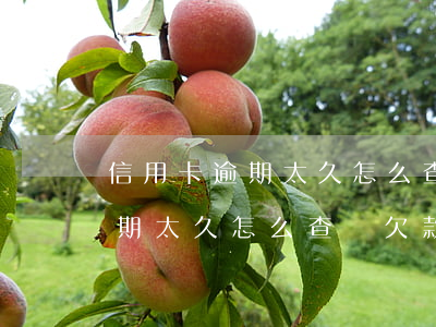 信用卡逾期太久怎么查詢欠款金額(信用卡逾期太久怎么查詢欠款金額多少)