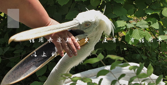信用卡逾期太久額度(有沒有信用卡逾期半年以上的)