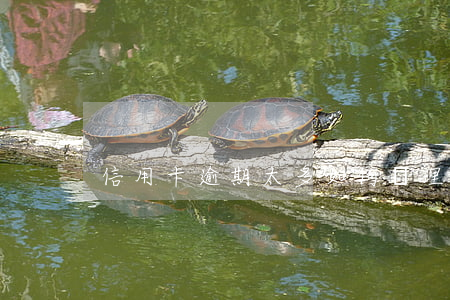 信用卡逾期太多如何處理（信用卡逾期太多）