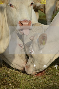 信用卡逾期夫妻共有財產(欠信用卡會查封夫妻共同財產房子嗎)