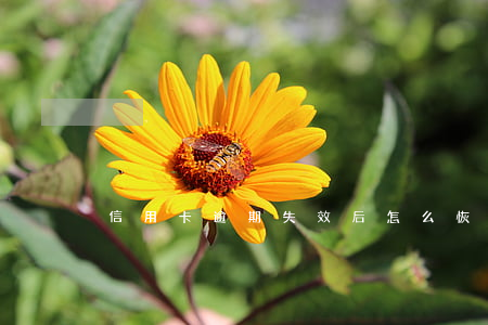 信用卡逾期失效后怎么恢复