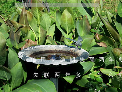 信用卡逾期失联两年多了怎么办（信用卡逾期失联两年多了怎么办）