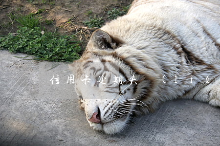 信用卡逾期失聯(lián)會坐牢么
