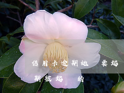 信用卡逾期她說要起訴是真的嗎(有信用卡逾期被起訴的嗎)