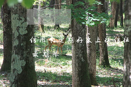 信用卡逾期好久上征信(征信上信用卡逾期记录期限)