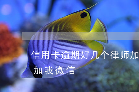 信用卡逾期好几个律师加微信(网贷逾期律师加我微信)
