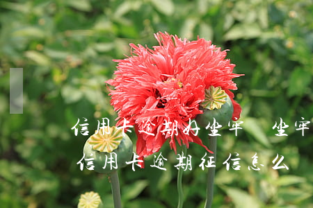 信用卡逾期好坐牢嗎(坐牢導(dǎo)致的信用卡逾期征信怎么處理)